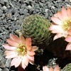 Vai alla scheda di Rebutia pygmaea