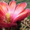 Vai alla scheda di Rebutia pygmaea v. colorea