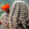 Vai alla scheda di Rebutia pygmaea v. friedrichiana