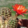 Vai alla scheda di Rebutia pygmaea v. iscayachensis