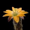 Vai alla scheda di Rebutia pygmaea v. knizei