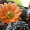 Vai alla scheda di Rebutia pygmaea v. pectinata