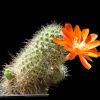 Vai alla scheda di Rebutia residua