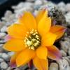 Vai alla scheda di Rebutia rutiliflora