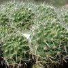 Vai alla scheda di Rebutia cristinae