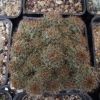 Vai alla scheda di Rebutia fulviseta