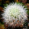 Vai alla scheda di Rebutia muscula