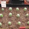 Vai alla scheda di Rebutia senilis v. kesselringiana