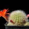 Vai alla scheda di Rebutia senilis