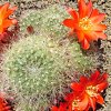 Vai alla scheda di Rebutia senilis v. iseliniana