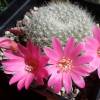 Vai alla scheda di Rebutia senilis v. lilacinorosea