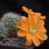 Vai alla scheda di Rebutia simoniana