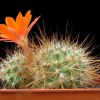 Vai alla scheda di Rebutia spinosissima