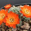 Vai alla scheda di Rebutia steinmannii ssp. brachyantha