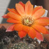 Vai alla scheda di Rebutia steinmannii v. brachyantha