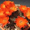 Vai alla scheda di Rebutia steinmannii v. costata