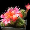 Vai alla scheda di Rebutia steinmannii v. parvula