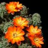 Vai alla scheda di Rebutia steinmannii v. rauschii