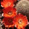 Vai alla scheda di Rebutia supthutiana