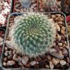 Vai alla scheda di Rebutia tamboensis