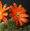 Vai alla scheda di Rebutia tarvitaensis