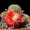 Vai alla scheda di Rebutia tuberosa