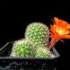 Vai alla scheda di Rebutia vallegrandensis