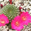 Vai alla scheda di Rebutia violaciflora