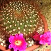 Vai alla scheda di Rebutia violaciflora v. densispina