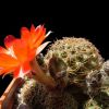 Vai alla scheda di Rebutia violascens