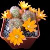 Vai alla scheda di Rebutia walteri