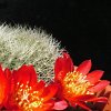 Vai alla scheda di Rebutia xanthocarpa