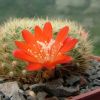 Vai alla scheda di Rebutia xanthocarpa v. costata