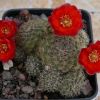 Vai alla scheda di Rebutia zecheri