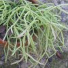 Vai alla scheda di Rhipsalis capilliformis