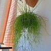 Vai alla scheda di Rhipsalis cassutha