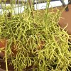 Vai alla scheda di Rhipsalis cereuscula