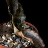 Vai alla scheda di Sansevieria kirkii