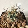 Vai alla scheda di Sclerocactus glaucus