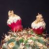 Vai alla scheda di Sclerocactus glaucus ssp. wetlandicus