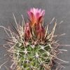 Vai alla scheda di Sclerocactus parviflorus