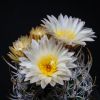 Vai alla scheda di Sclerocactus peeblesianus v. maianus