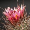 Vai alla scheda di Sclerocactus spinosior