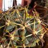 Vai alla scheda di Sclerocactus uncinatus