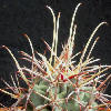 Vai alla scheda di Sclerocactus uncinatus v. wrightii