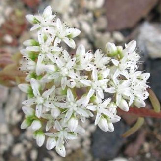 Vai alla scheda di Sedum album