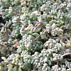 Vai alla scheda di Sedum brevifolium