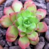 Vai alla scheda di Sedum cuspidatum