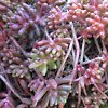 Vai alla scheda di Sedum cv. coral carpet