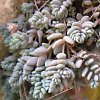 Vai alla scheda di Sedum dasyphyllum